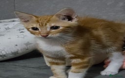 Mixed Breed cats for sale: Kittens ready for new homes - Image 2