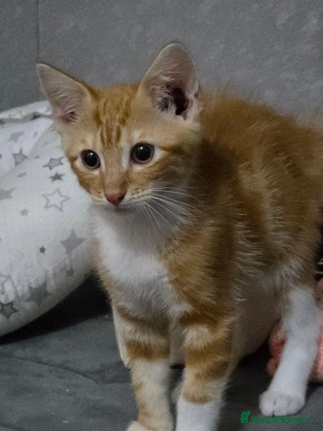 Mixed Breed cats for sale: Kittens ready for new homes - Image 2