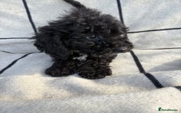 Cockapoo dogs for sale: 🐾STUNNING F1 COCKERPOOS 🐾health tested parents🐾 - Image 9