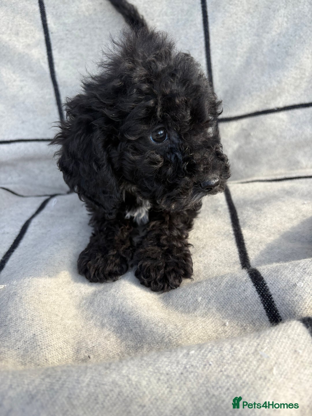 Cockapoo dogs for sale: 🐾STUNNING F1 COCKERPOOS 🐾health tested parents🐾 - Image 9