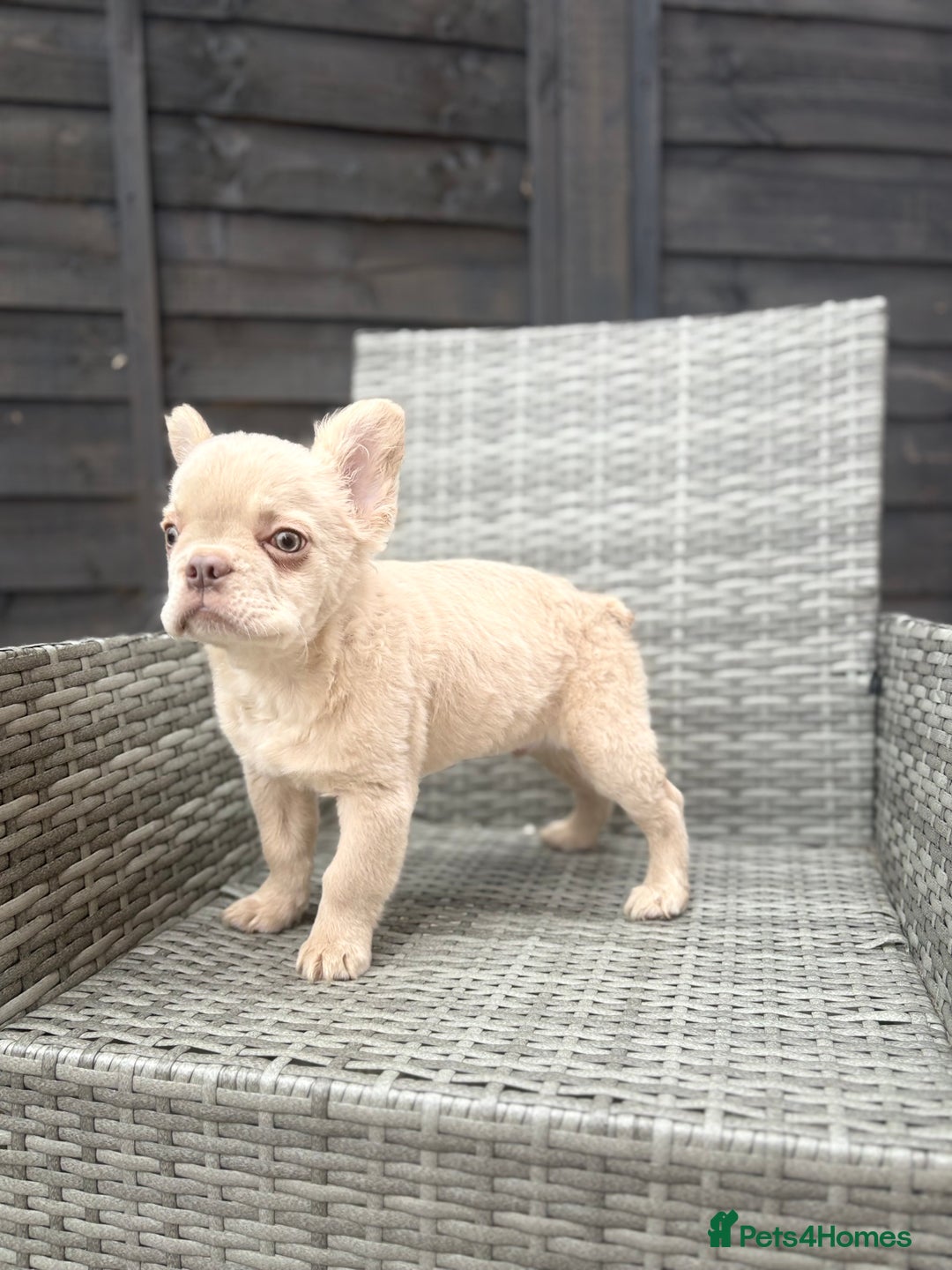 French Bulldog dogs for sale: Fluffy French bulldog male  - Image 8