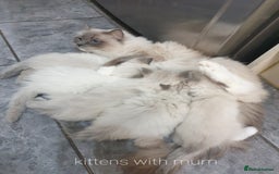 Ragdoll cats for sale: Ready to collect-Blue Point Kittens-Vaccinated - Image 14