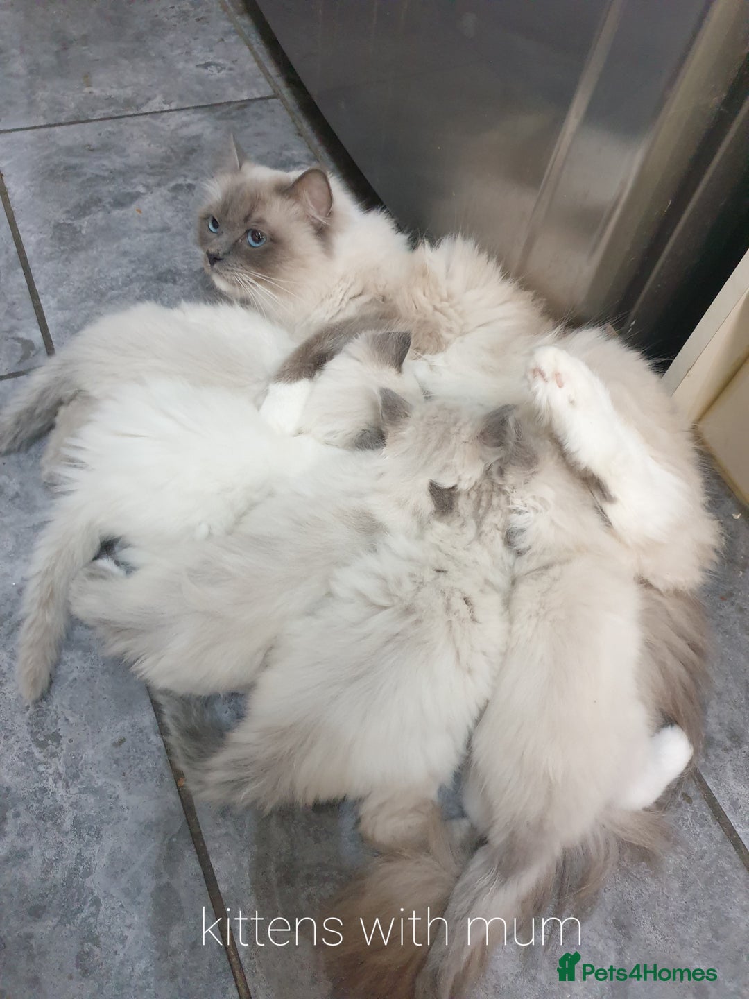 Ragdoll cats for sale: Ready to collect-Blue Point Kittens-Vaccinated - Image 14