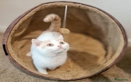 British Shorthair cats for sale: British Shorthair Cream and White Harlequin Male - Image 14