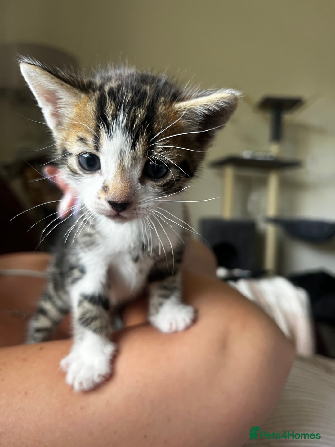 Bengal cats for sale: Only 1 little girl left. Needs her forever home xx in Oswestry - Image 16