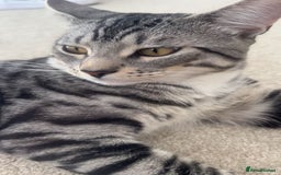 Bengal cats for sale: Friendly cat looking for his forever home  - Image 1