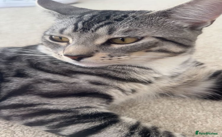 Bengal cats - Advert 12