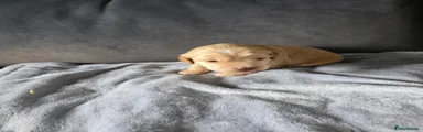 Cockapoo 4