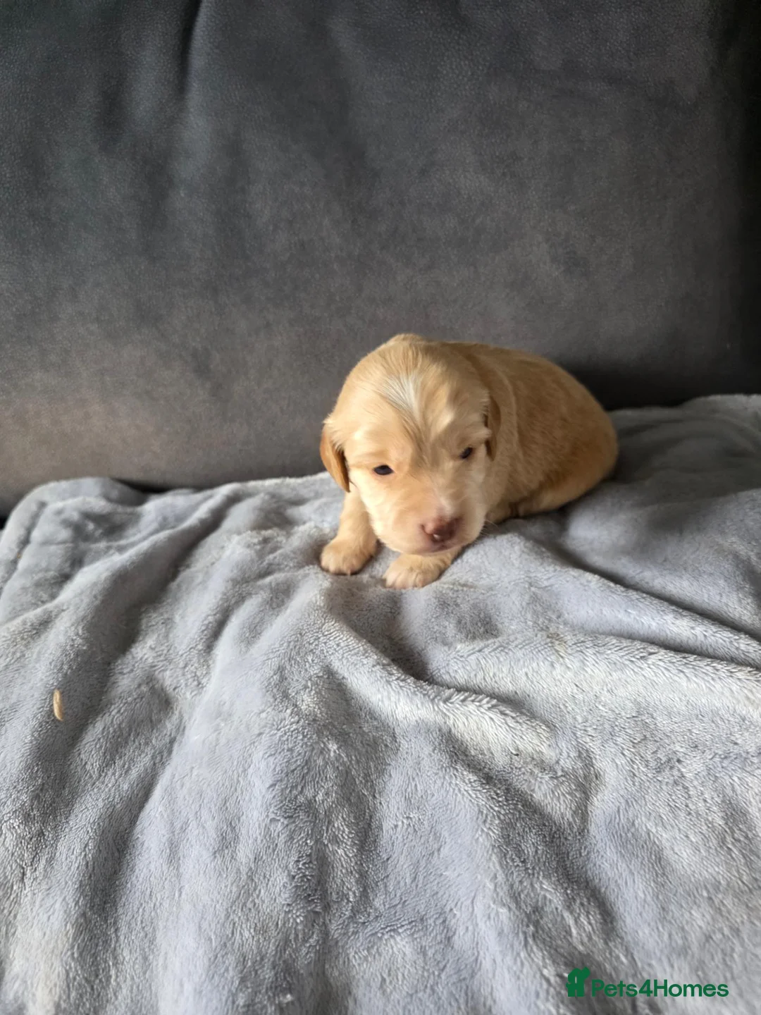 Cockapoo dogs for sale: F1b cockapoo puppies - Advert 5