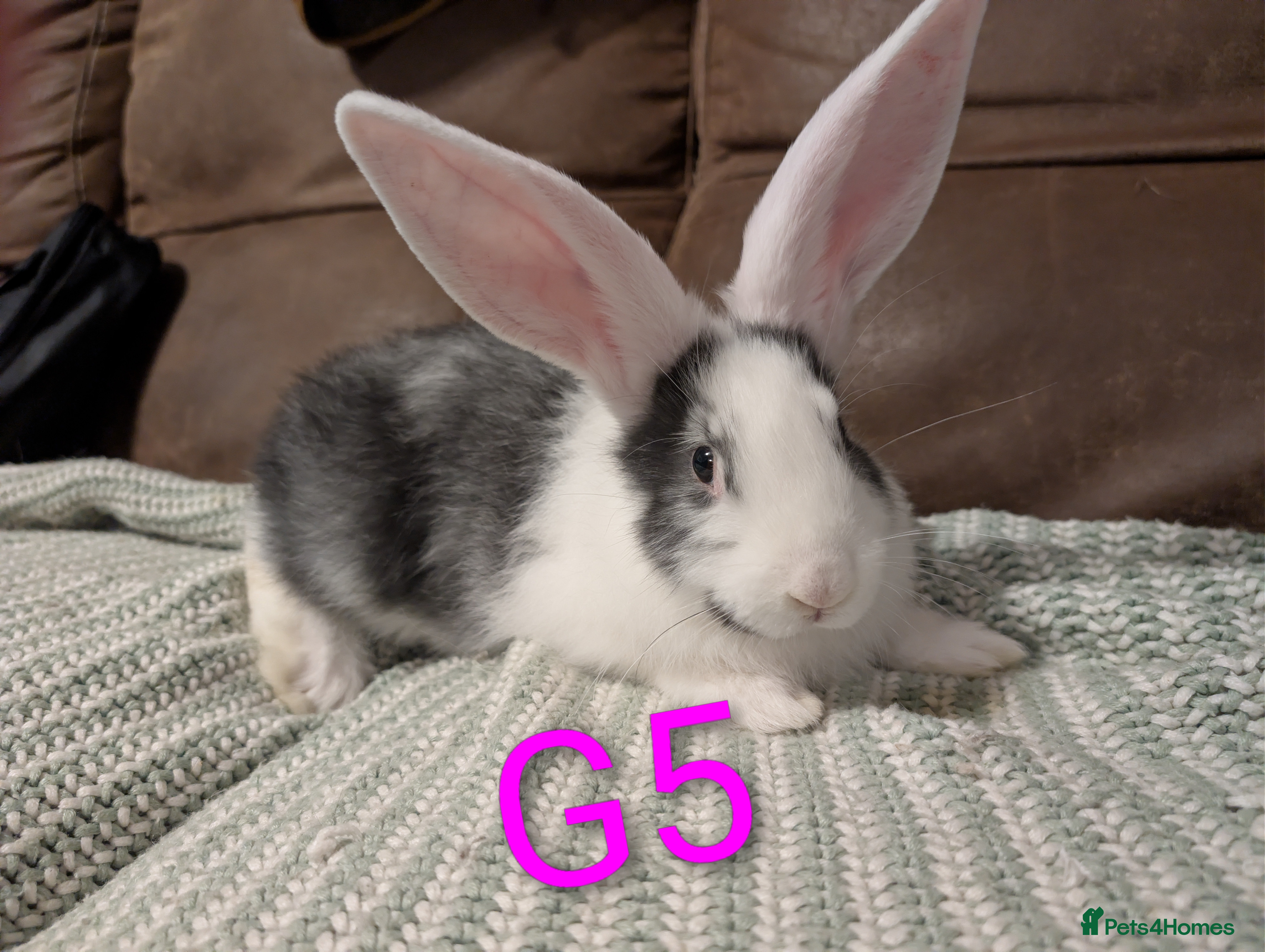 Continental Giant rabbits Continental giant  - Advert 2