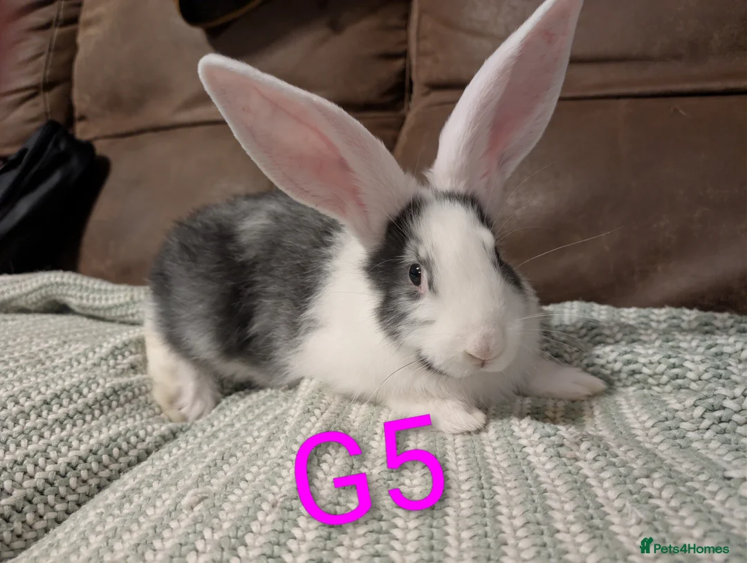 Continental Giant rabbits for sale: Continental giant  - Advert 1