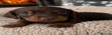 Dachshund 4