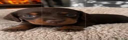 Dachshund dogs for sale: DACHSHUND PUPPIES LOOKING FOR NEW FOREVER HOMES🐶 - Advert 6
