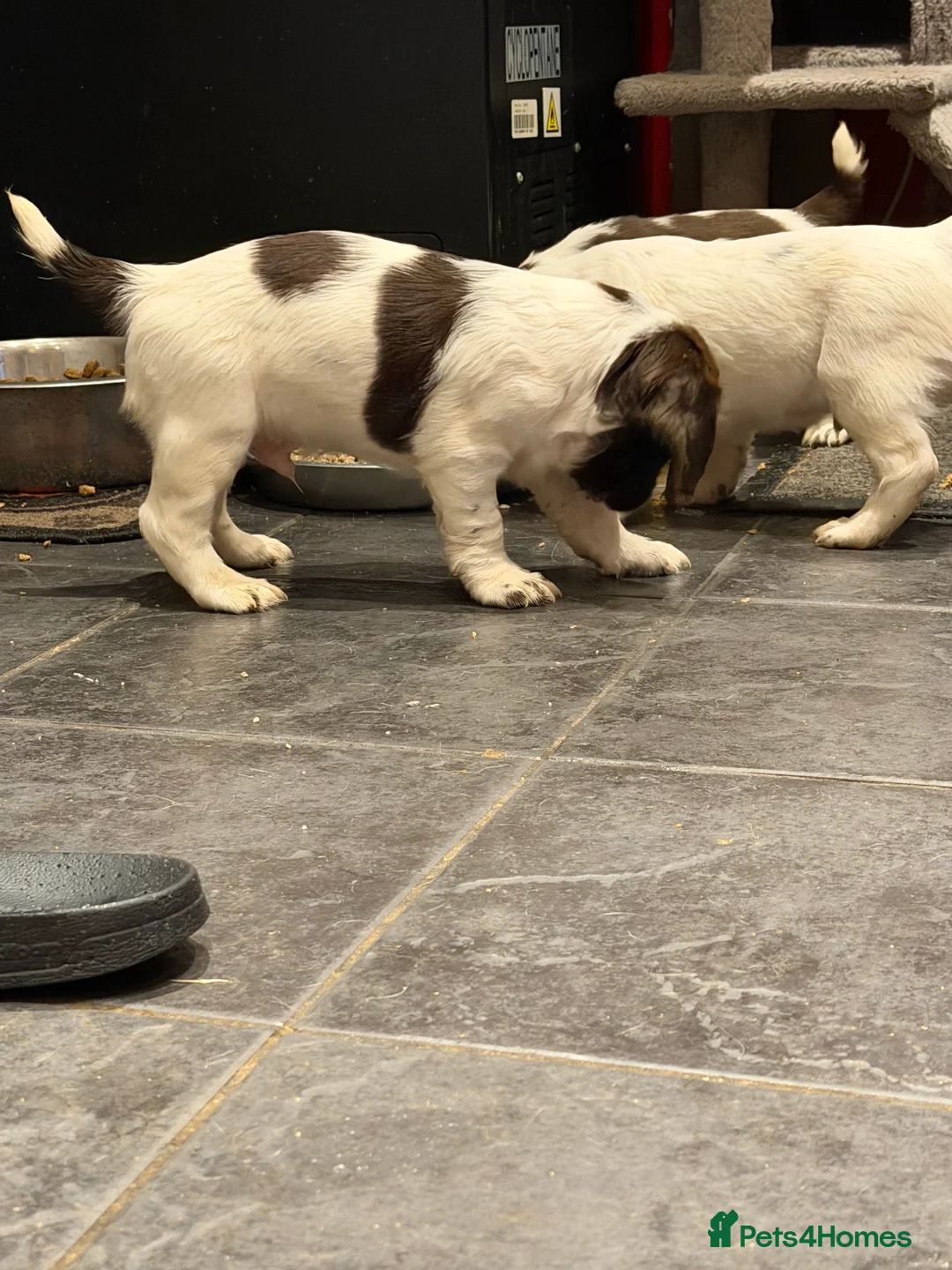 English Springer Spaniel dogs for sale: Springer Spaniel Puppies - Advert 9