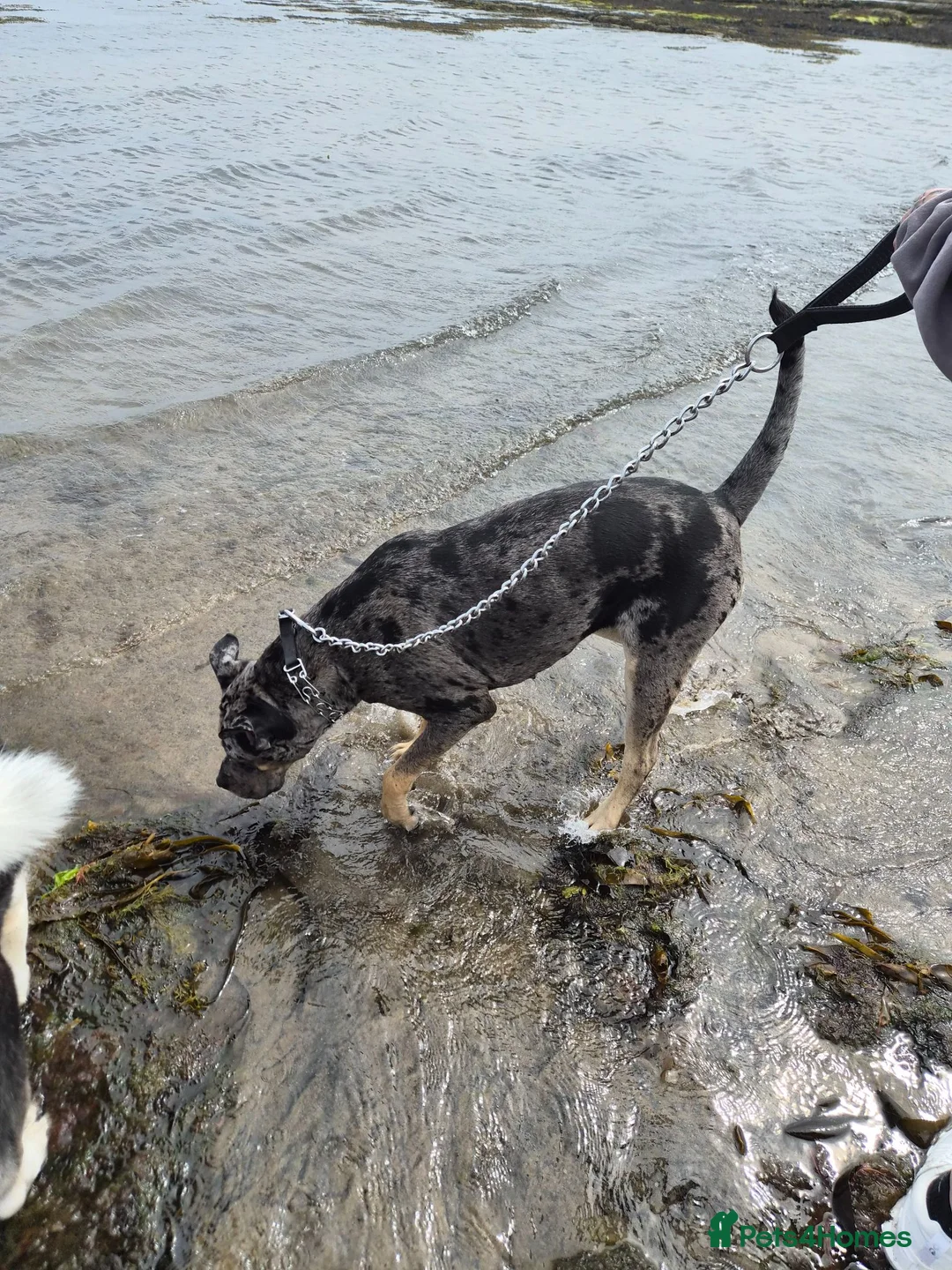 Cane Corso dogs for sale: Beautiful cane corso looking for new home in Sunderland - Advert 8