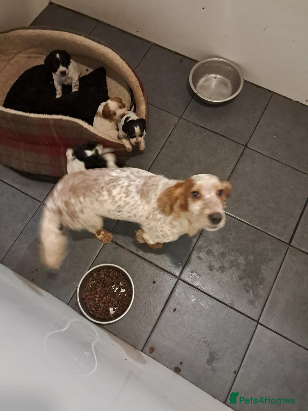 Cocker Spaniel dogs for sale: Cocker spaniel puppies  - Advert 2