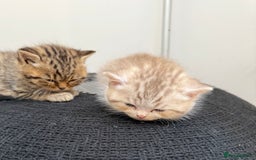 British Shorthair cats for sale: Stunning Scottish Straights - Image 11