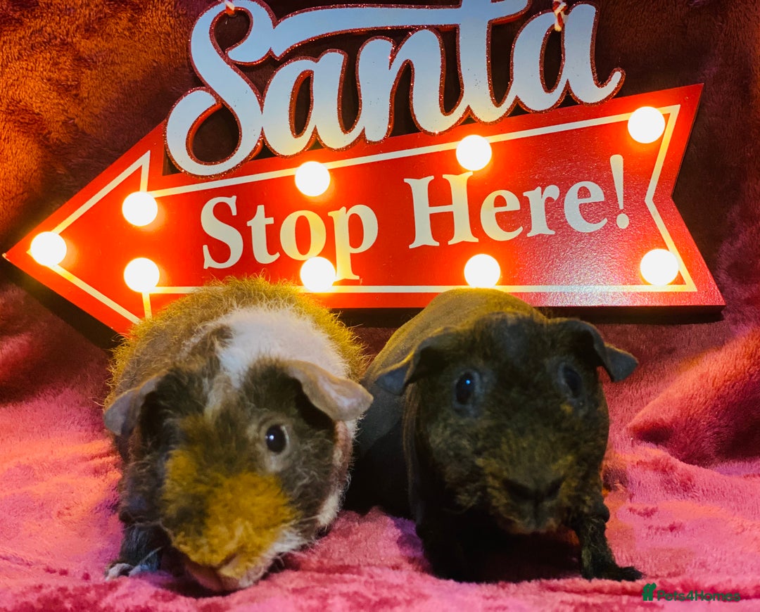 Guinea Pig rodents for sale: Skinny pig and werewolf baby boy pair - Advert 1