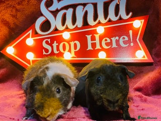 Guinea Pig rodents Skinny pig and werewolf baby boy pair - Advert 16