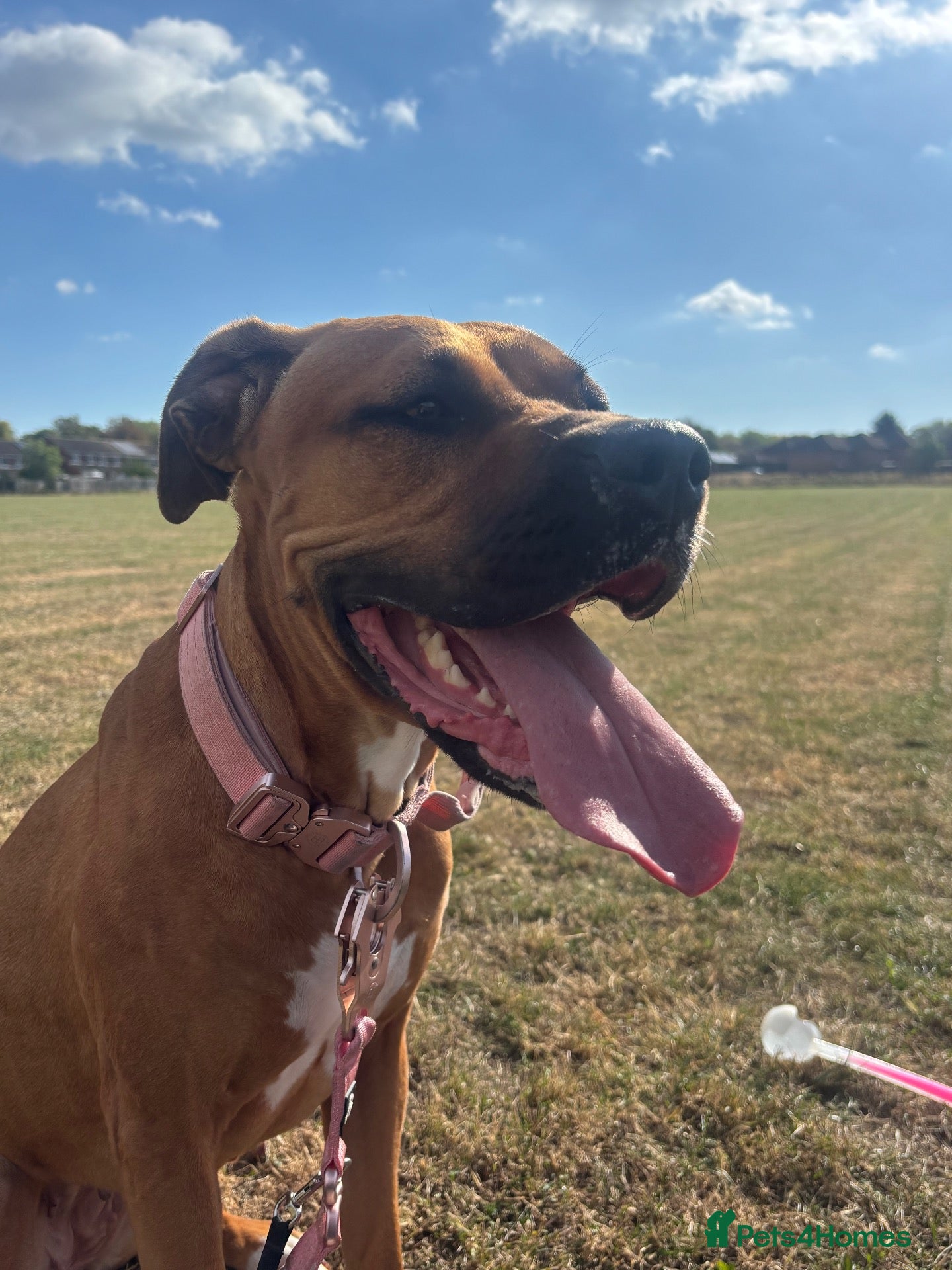 Mixed Breed dogs Bella is looking for a forever home  - Advert 1