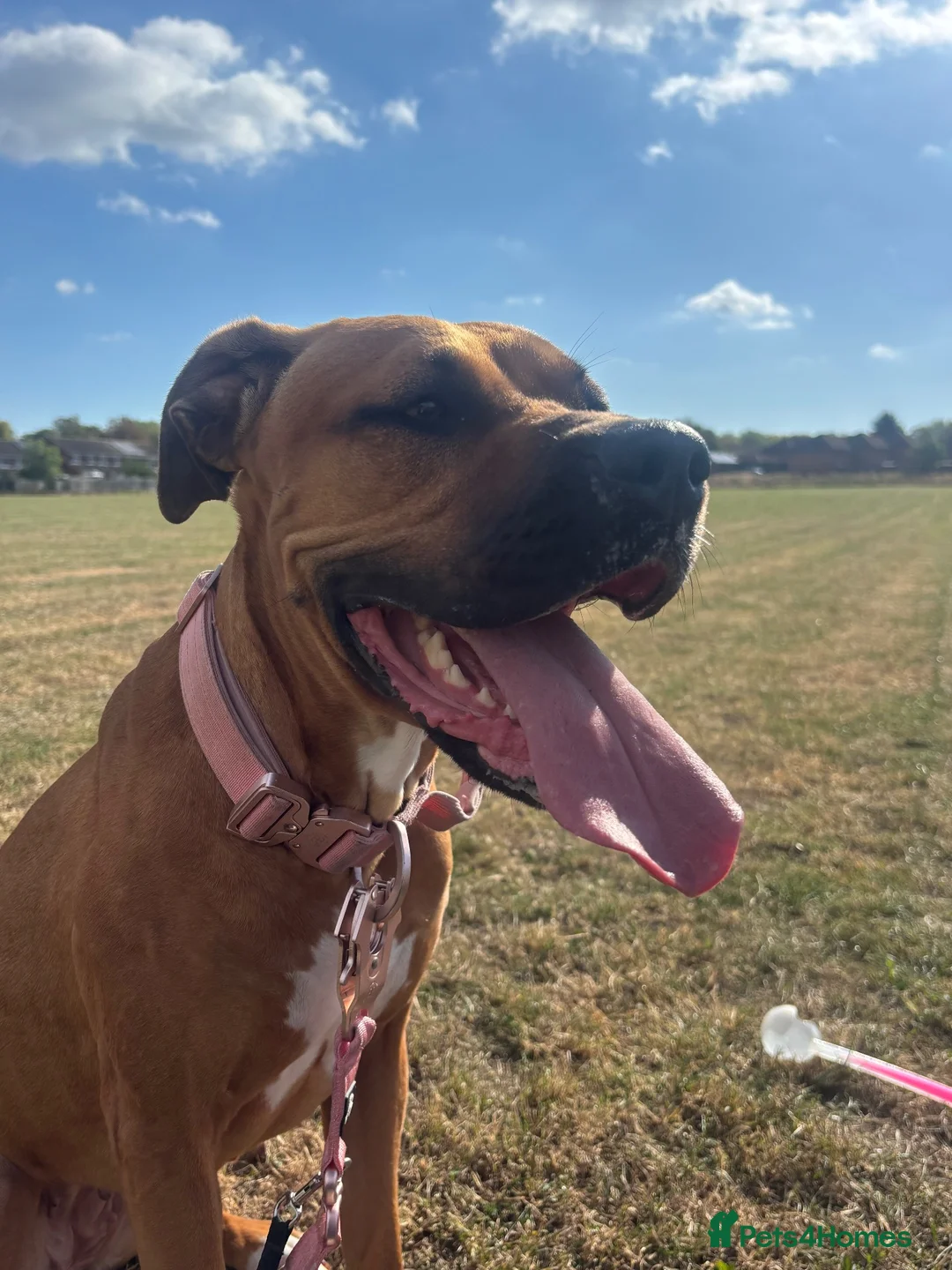 Mixed Breed dogs for sale: Bella is looking for a forever home  in Milton Keynes - Advert 1