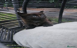 Persian cats for sale: Very beatifull perian kittens - Image 21