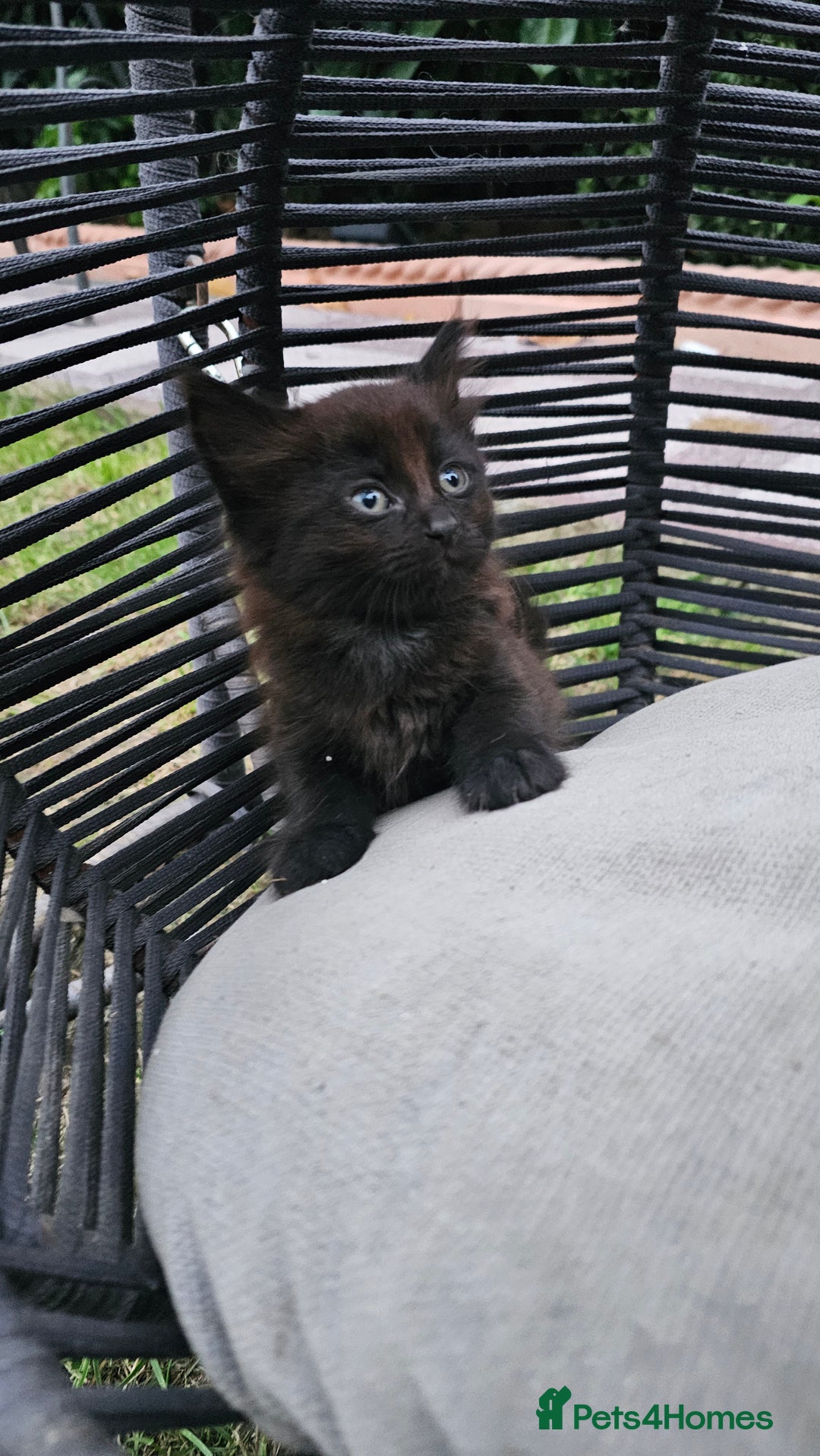 Persian cats for sale: Very beatifull perian kittens - Image 21