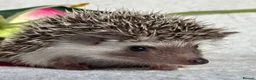 Pygmy Hedgehog rodents for sale: African Pygmy Hedgehog Ethically Bred Girl  - Advert 20