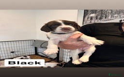 English Springer Spaniel dogs for sale: 2 GIRLS LEFT - English Springer Spaniel Puppies - Image 16