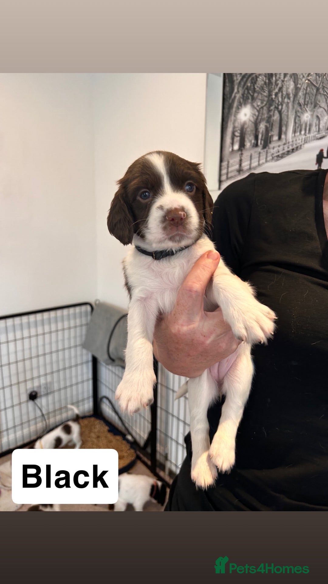 English Springer Spaniel dogs for sale: 2 GIRLS LEFT - English Springer Spaniel Puppies - Image 16