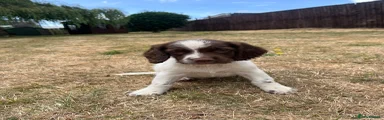 English Springer Spaniel 3