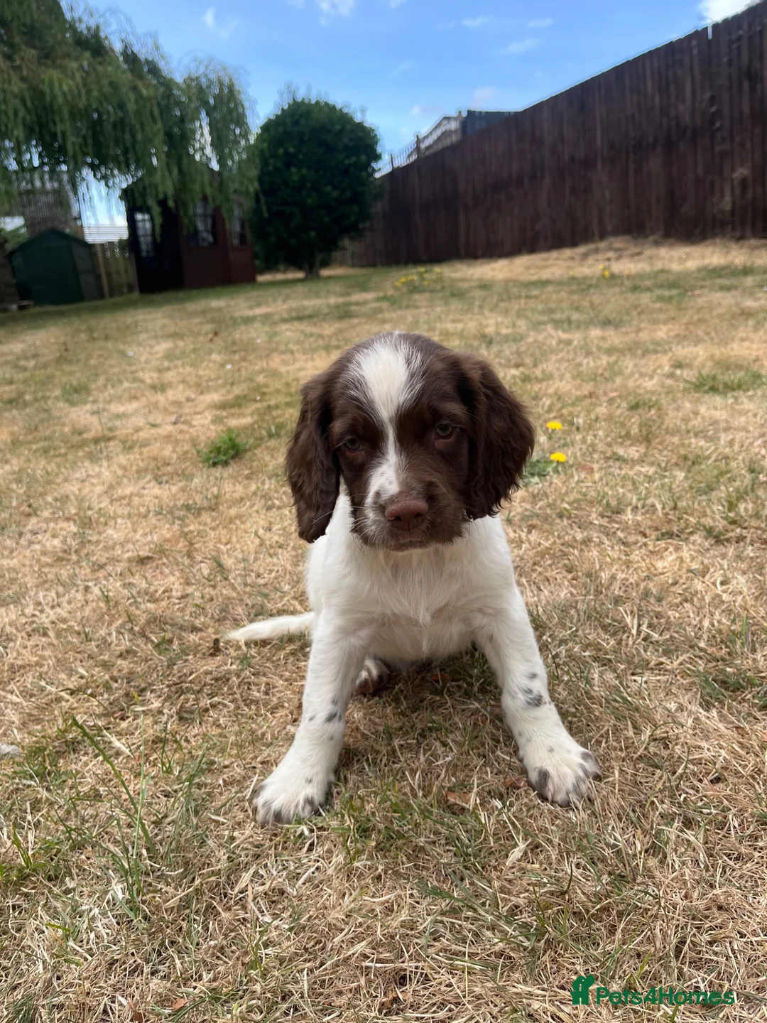 English Springer Spaniel dogs for sale: Springer Spaniels - Advert 2