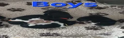 Akita dogs for sale: American Akita PUPPIES  - Advert 5