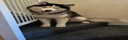Siberian Husky dogs for stud: Stunning Siberian Husky Shadow is waiting for you - Advert 2