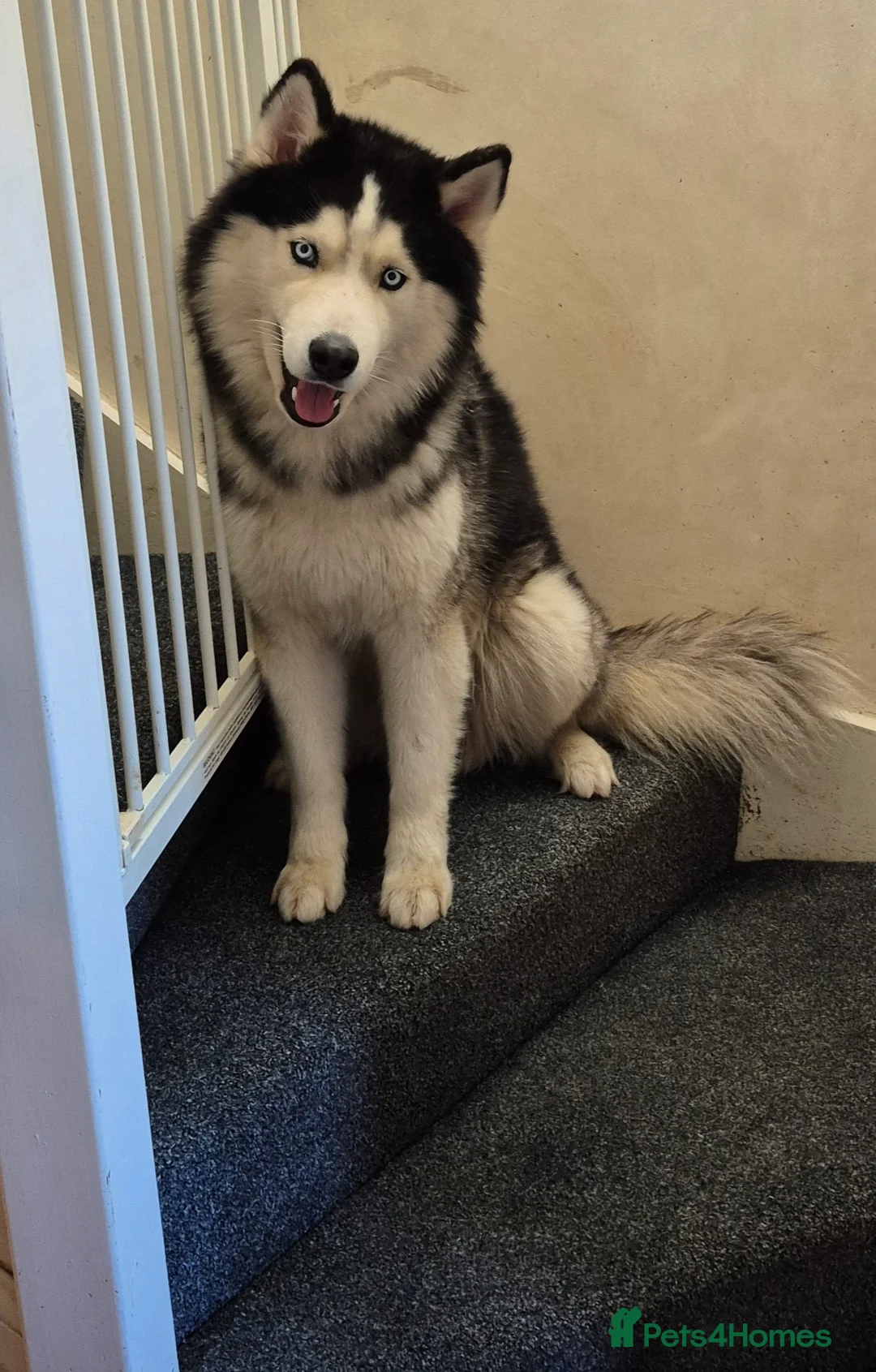 Siberian Husky dogs for stud: Stunning Siberian Husky Shadow is waiting for you - Advert 2