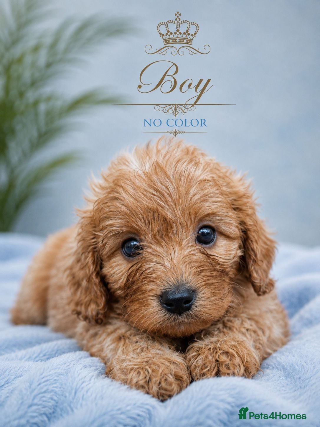 Cavapoo dogs Beautiful F1 Cavapoo Boys Available 🐶❤️ apricot - Advert 2