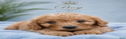 Cavapoo dogs for sale:  F1 Cavapoo 1Boy Available ready now 💚 - Advert 12