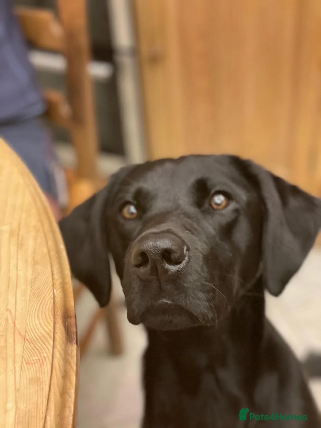 Labrador Retriever dogs for sale: Working pedigree Labrador retriever dog puppy in York - Advert 2