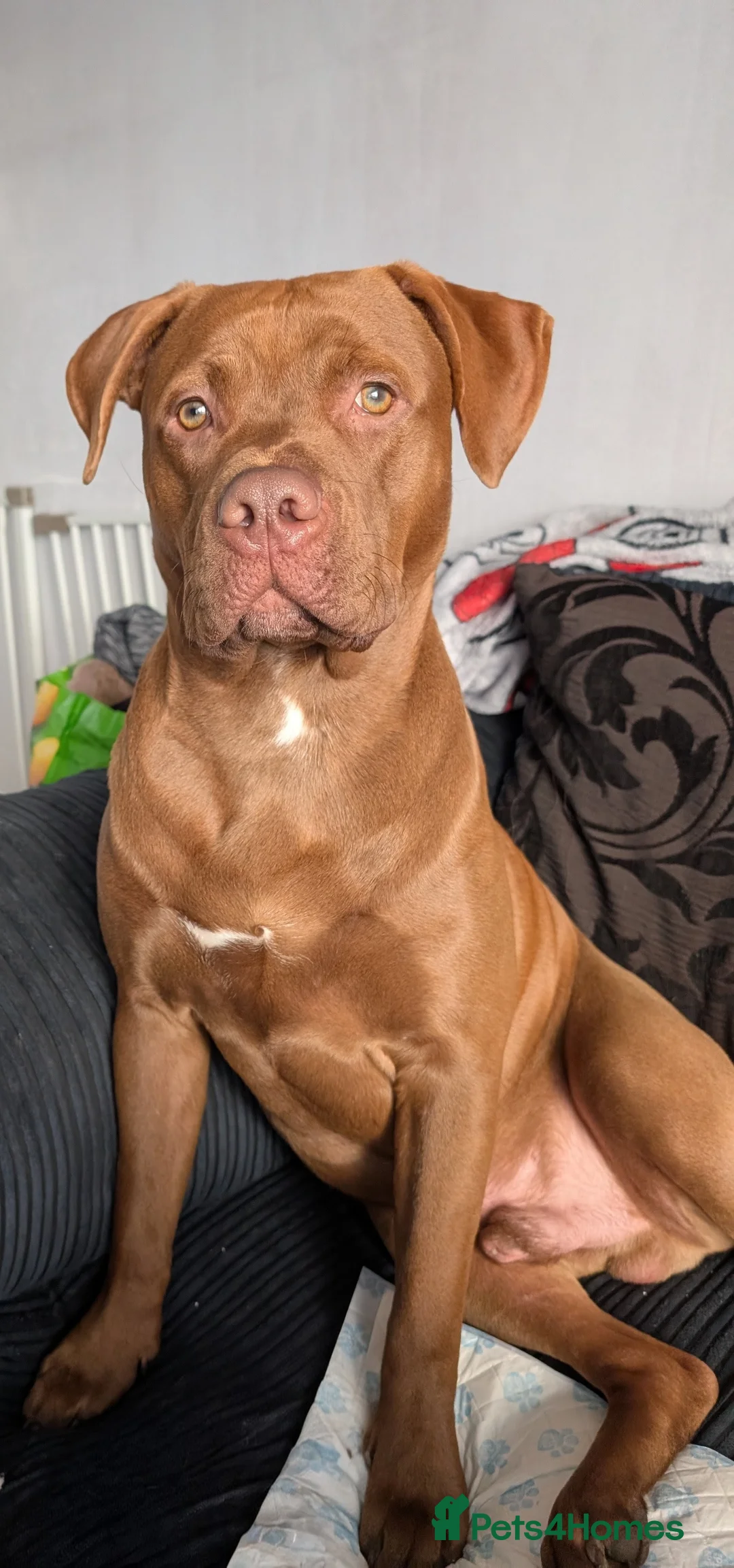 Mixed Breed dogs for sale: Staffordshire bull terrier x bullador pups  - Advert 3