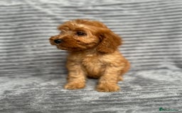 Cockapoo dogs for sale: Adorable Cockapoos looking for forever homes - Image 21