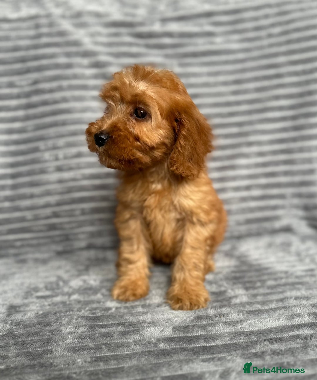 Cockapoo dogs for sale: Adorable Cockapoos looking for forever homes - Image 21