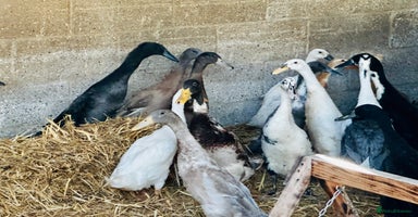 Ducks poultry - Advert 10