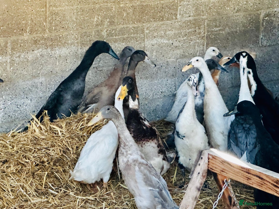 Ducks poultry for sale: Indian Runner Drakes - READY NOW 😊 - Image 2