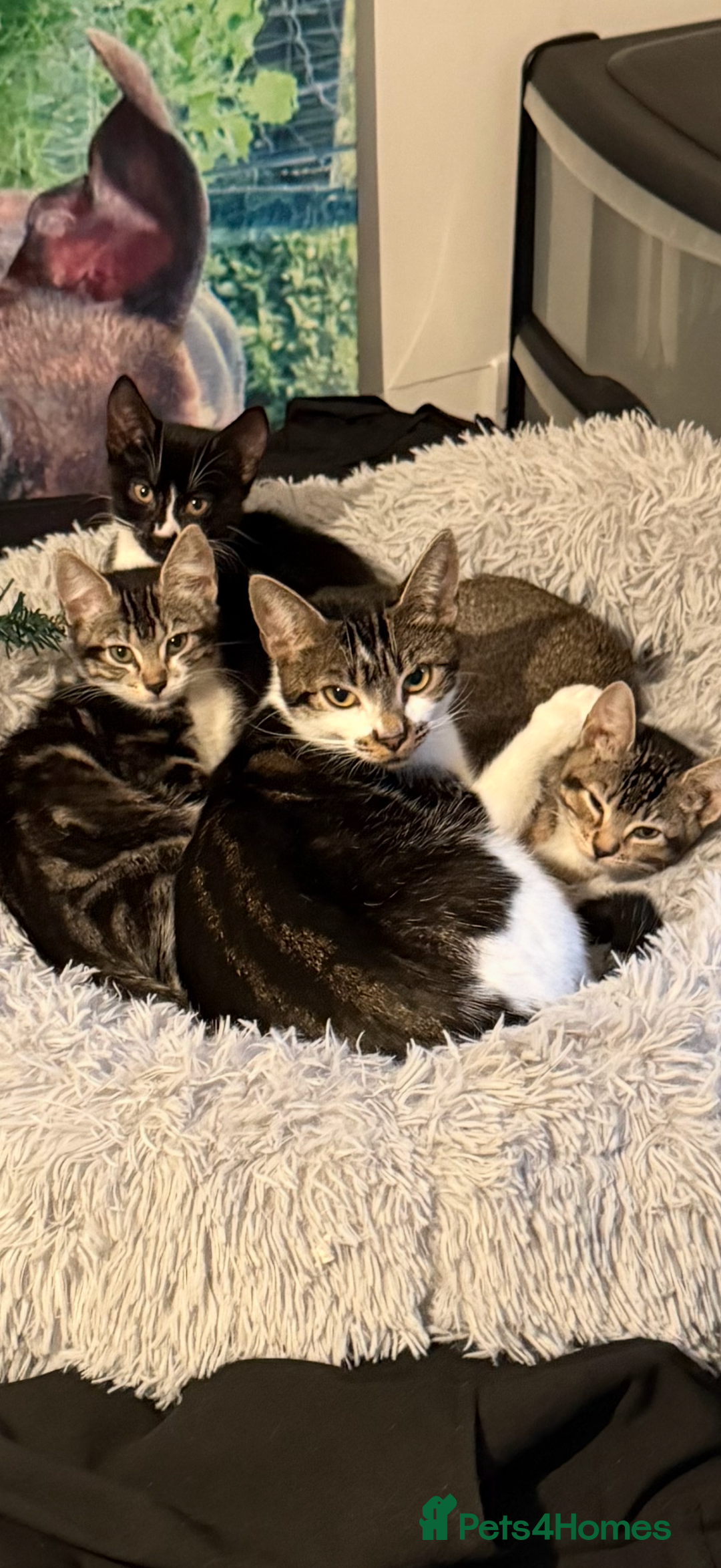 Mixed Breed cats for sale: 3 kittens  - Advert 2