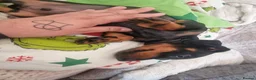 Miniature Dachshund dogs for sale: Miniature dachshund  - Advert 7