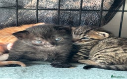 Domestic Shorthair cats for sale: 4 beautiful kittens  - Image 10