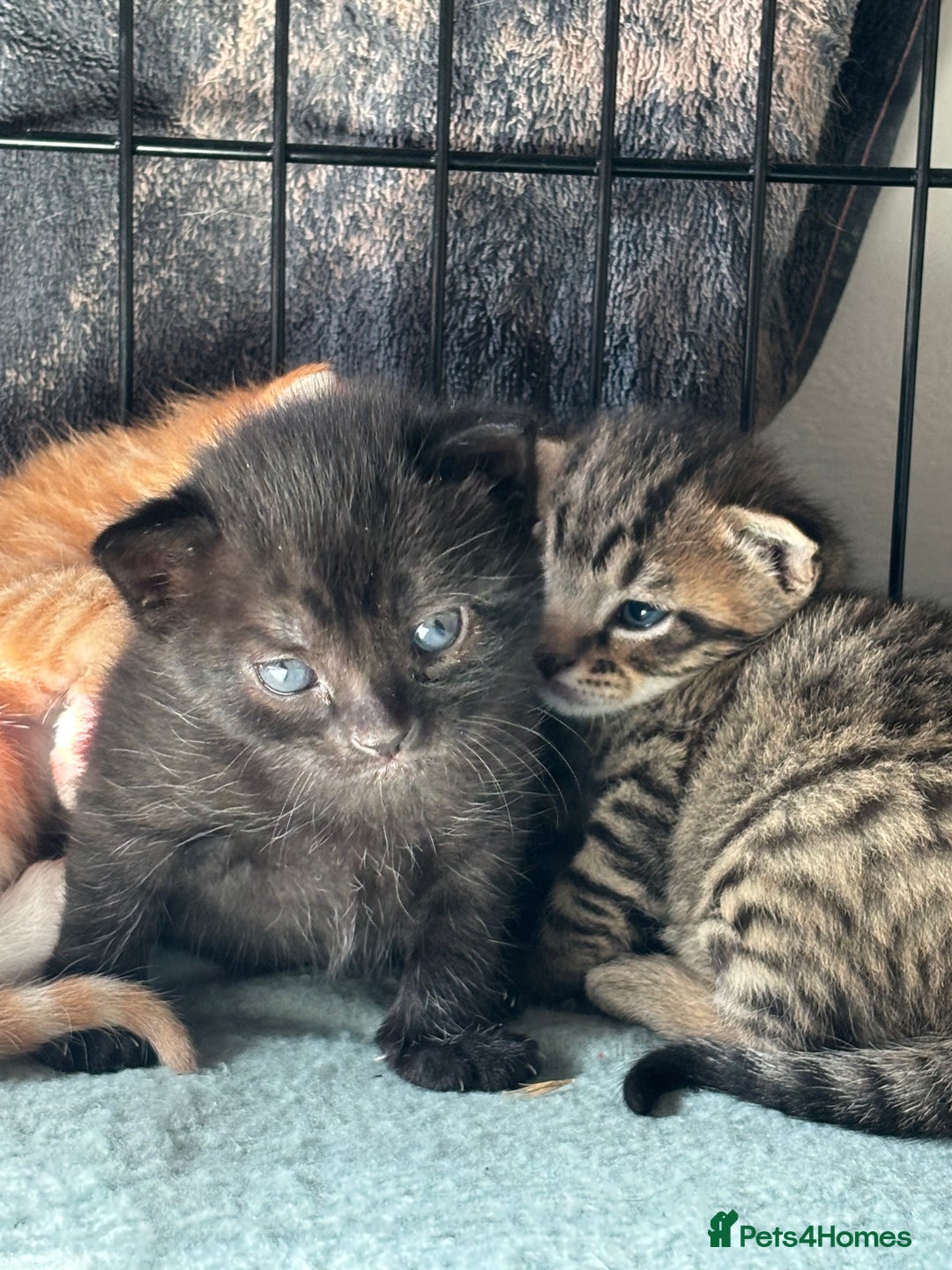Domestic Shorthair cats for sale: 4 beautiful kittens  - Image 10