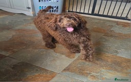 Newfypoo dogs for sale: LAST REMAINING🐾 Beautiful Newfypoo Puppies 🐾 in Doncaster - Image 1