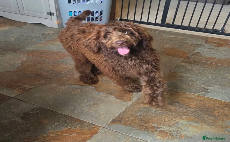 Newfypoo dogs in Doncaster - Advert 1