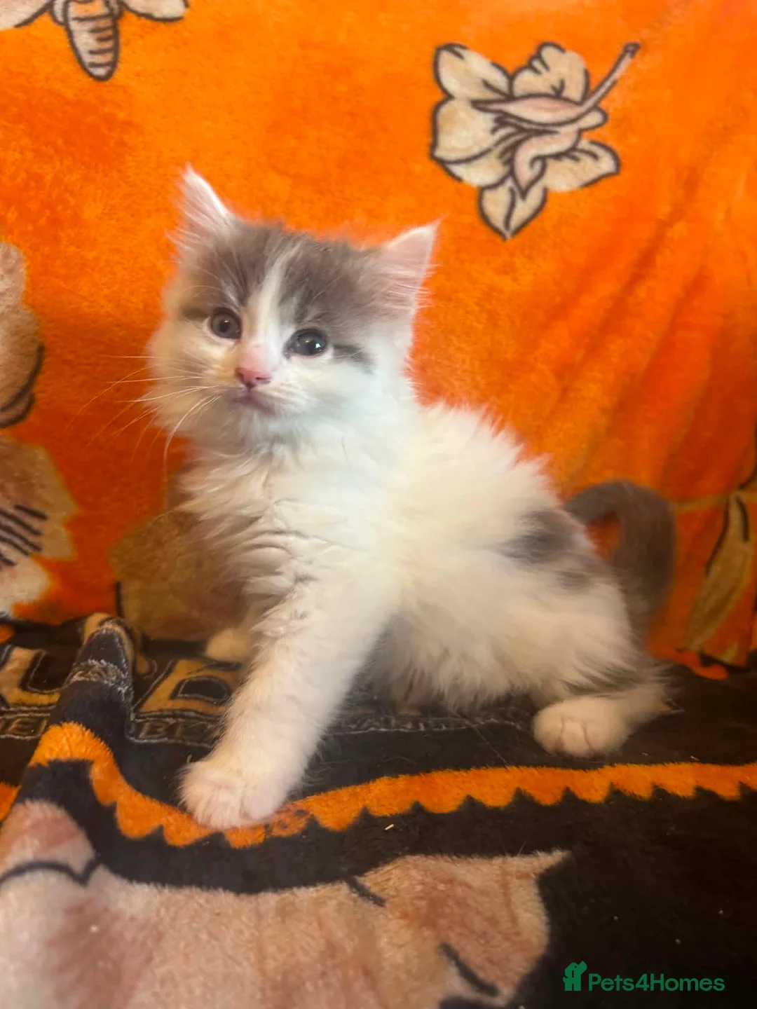 Ragdoll cats for sale: Ragdoll cross kittens  - Advert 1